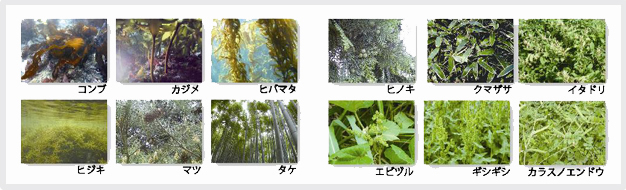 植物由来の原料